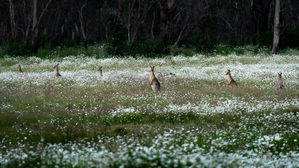 Kangaroos camouflaged in a paddock of fresh daisies at Ebor Falls, New England region, NSW